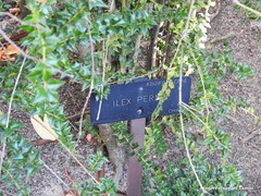 Ilex pernyi