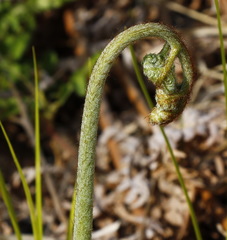 Pteridium latiusculum japonicum