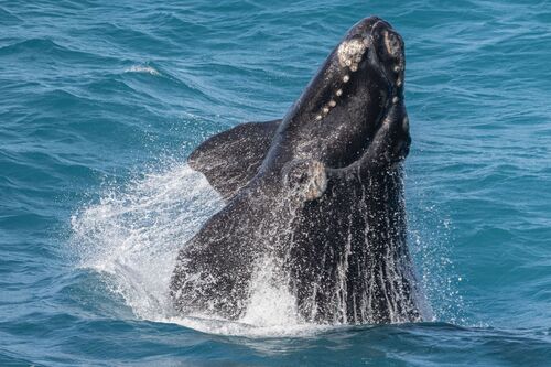 Southern Right Whale (Eubalaena australis)