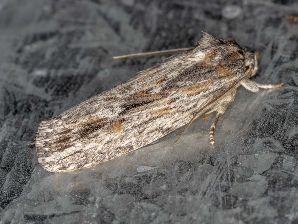 Agriophara platyscia