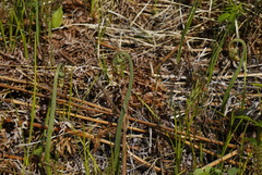 Pteridium latiusculum japonicum