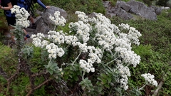 Helichrysum fruticans