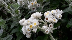 Helichrysum fruticans
