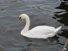 Cygnus olor