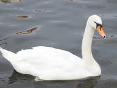 Cygnus olor