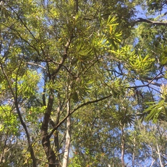 Banksia integrifolia compar