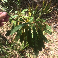 Banksia integrifolia compar