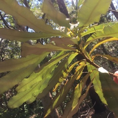 Banksia integrifolia compar