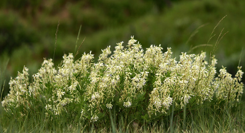 Astragalus bisulcatus var. major