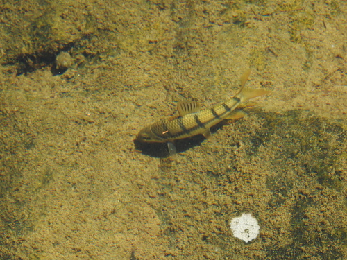 Acrossocheilus wenchowensis — Cyprinidae — 3