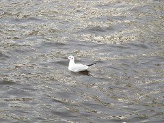 Chroicocephalus ridibundus