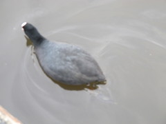 Fulica atra