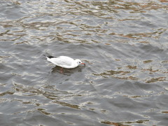 Chroicocephalus ridibundus
