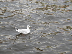 Chroicocephalus ridibundus
