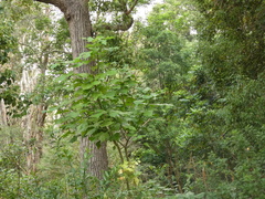 Erythrina ×sykesii