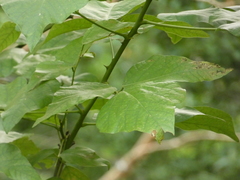 Erythrina ×sykesii