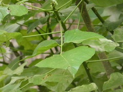 Erythrina ×sykesii