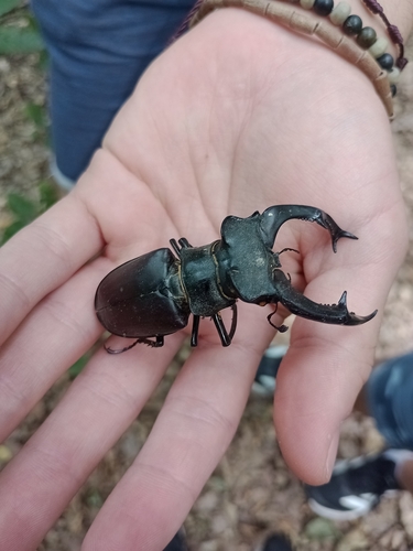 European Stag Beetle