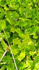 Osmitopsis dentata
