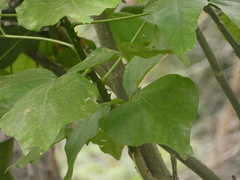 Erythrina ×sykesii