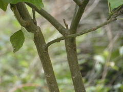Erythrina ×sykesii