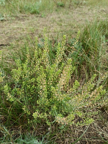 Lepidium apetalum (Lepidium apetalum)