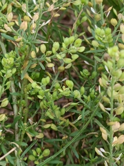 (c) Святослав Власенко, some rights reserved (CC BY) Lepidium apetalum, photograph (c) Святослав Власенко, some rights reserved (CC BY)