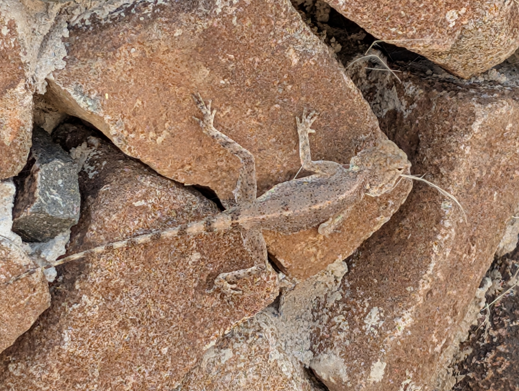 Agama anchietae Bocage, 1896