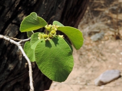 Cordia pilosissima