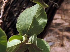 Cordia pilosissima