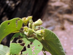 Cordia pilosissima