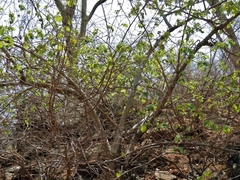 Cordia pilosissima