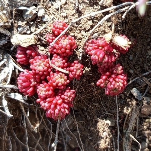 Least Stonecrop (Sedum lydium)