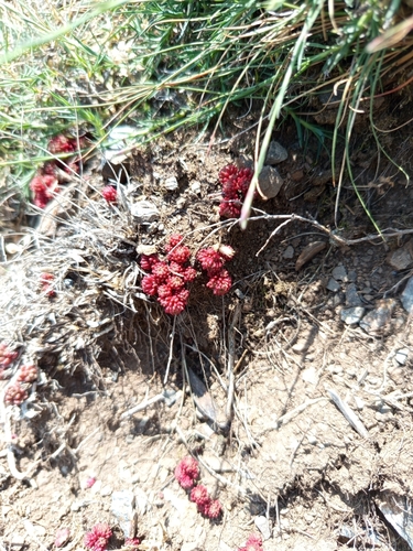 Sedum lydium, photograph 1