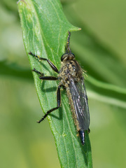 Didysmachus picipes