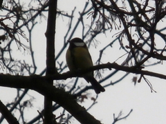 Parus major