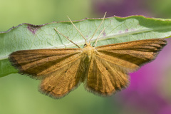 Idaea serpentata