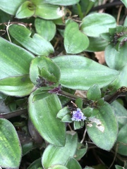 Belosynapsis ciliata