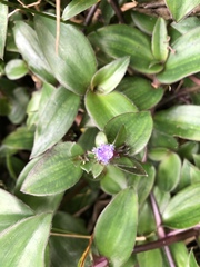 Belosynapsis ciliata