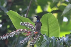 Cyanomitra cyanolaema