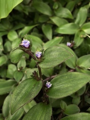 Belosynapsis ciliata