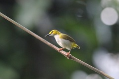 Camaroptera superciliaris