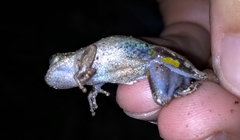 Scinax argyreornatus