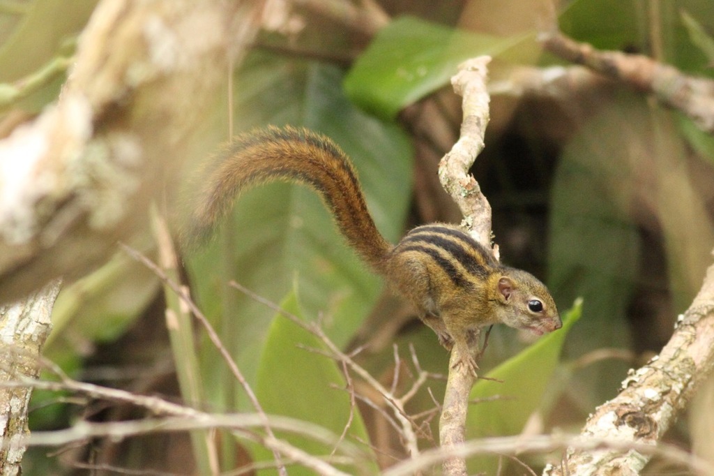 Lady Burton's Rope Squirrel