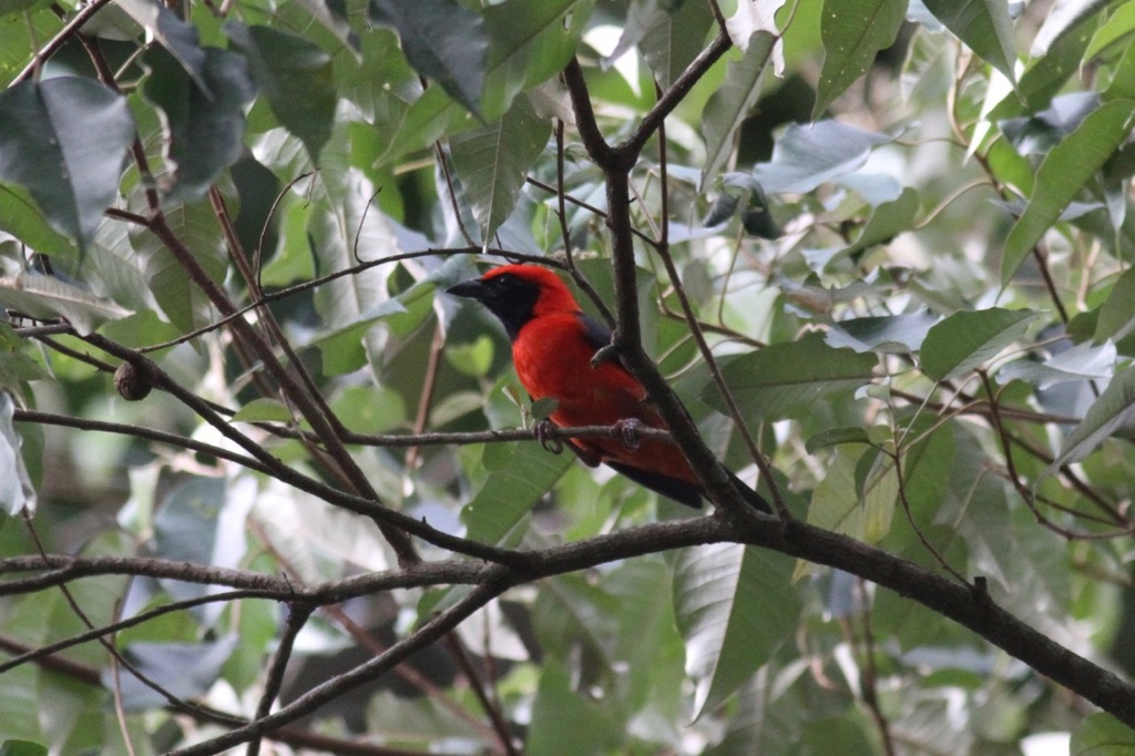 Red-bellied Malimbe (Malimbus erythrogaster) photo