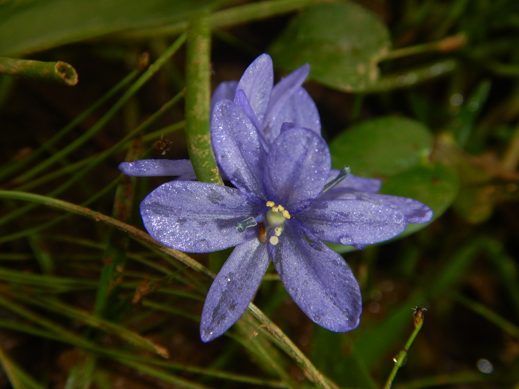 Monochoria