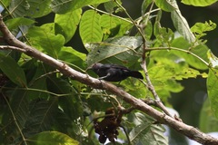 Melaniparus funereus