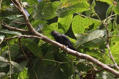 Melaniparus funereus