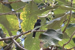 Melaniparus funereus