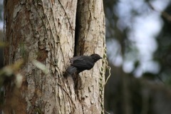 Melaniparus funereus